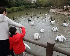 万博-现nba鹈鹕队球员名单